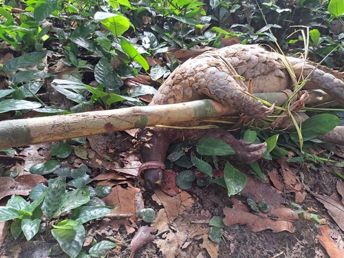 Giant Ground Pangolin