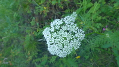 Seseli condensatum
