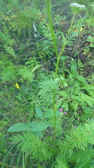 Seseli condensatum