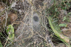 Aglaoctenus lagotis