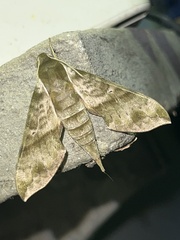 Xylophanes pistacina