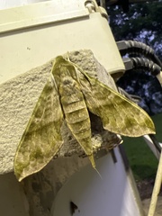 Xylophanes pistacina