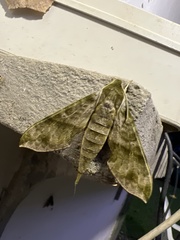 Xylophanes pistacina