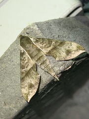 Xylophanes pistacina