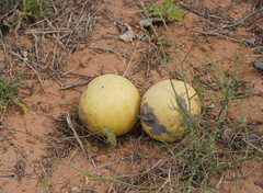 Citrullus colocynthis