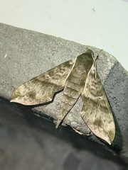 Xylophanes pistacina