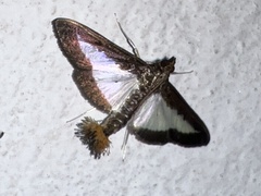 Diaphania