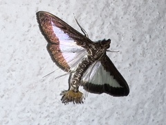 Diaphania