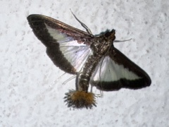 Diaphania
