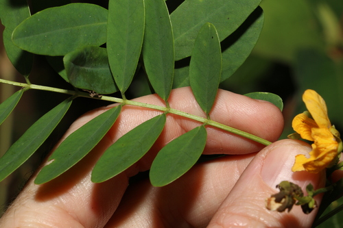 Image of Senna acclinis by (c) Greg Tasney, some rights reserved (CC BY-SA)