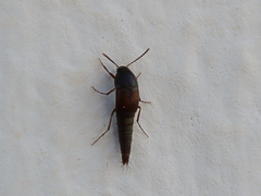 Sepedophilus
