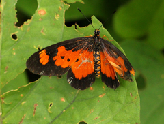Acraea acerata