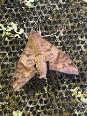 Pachylioides resumens