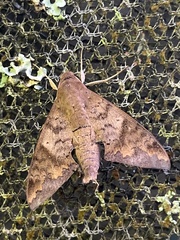 Pachylioides resumens