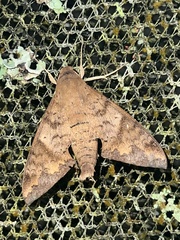 Pachylioides resumens