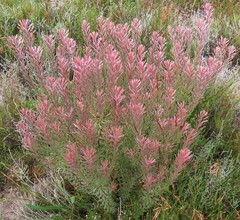 Leucadendron cinereum