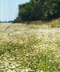 Anthemis ruthenica