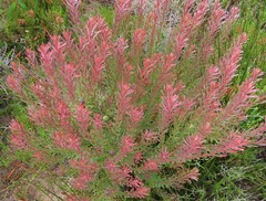 Leucadendron cinereum