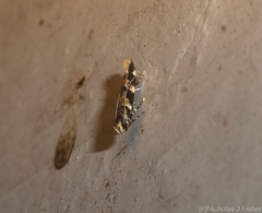 Limnaecia leptomeris