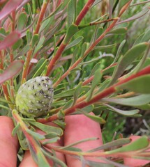 Leucadendron cinereum