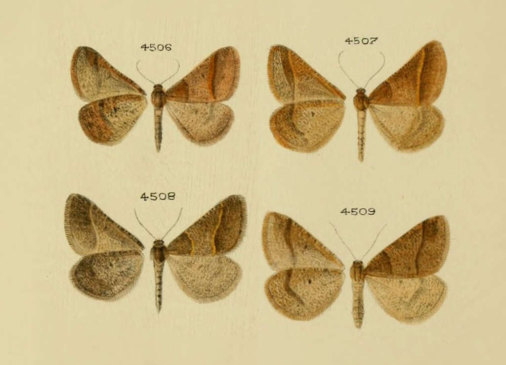 Digrammia jahandiezi