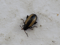 Phyllotreta