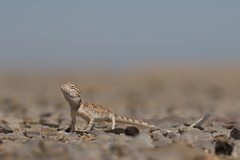 Trapelus flavimaculatus