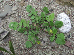 Raphanus raphanistrum landra