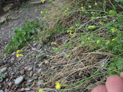 Raphanus raphanistrum landra