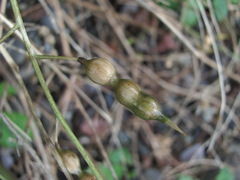 Raphanus raphanistrum landra