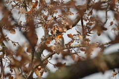 Erithacus rubecula rubecula