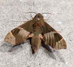 Angonyx testacea