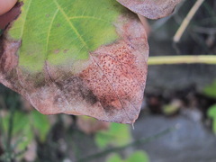 Cercospora