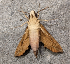 Angonyx testacea