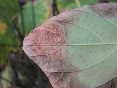 Cercospora