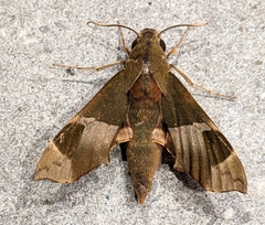 Angonyx testacea