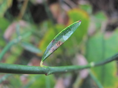 Septoria spartii
