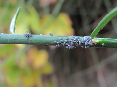 Aphis cytisorum sarothamni