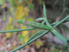 Uromyces spartii-juncei