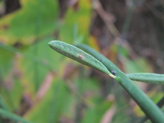 Uromyces spartii-juncei