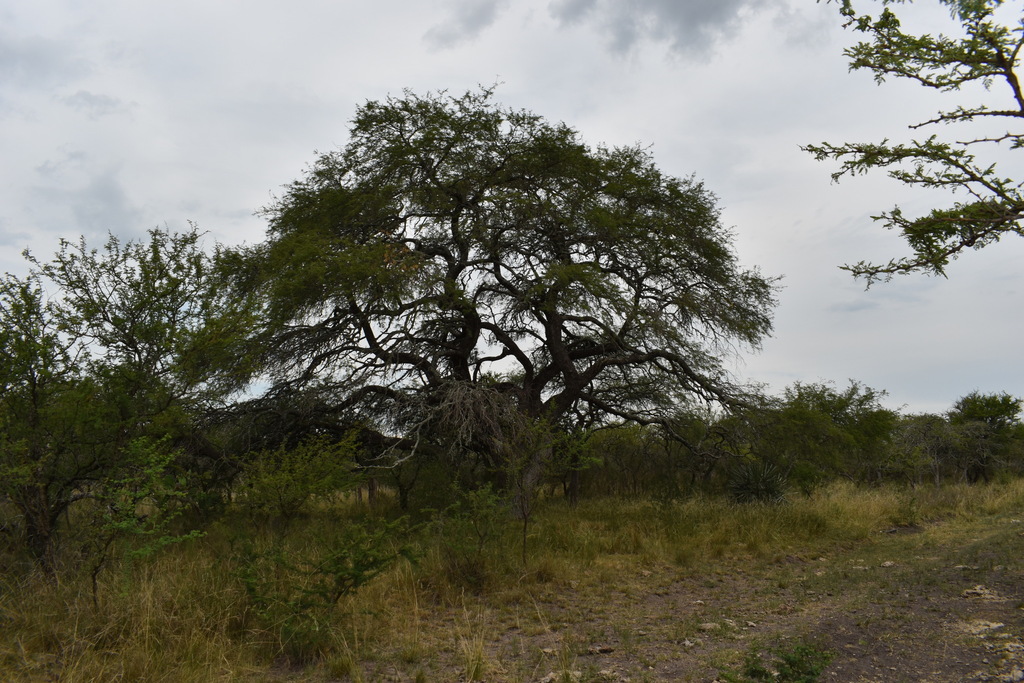 Prosopis nigra (Griseb.) Hieron. 3