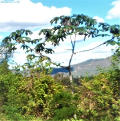Cecropia pachystachya