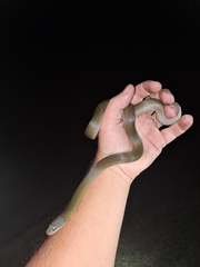 Lycodonomorphus inornatus