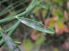 Uromyces spartii-juncei