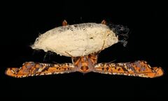 Coenina poecilaria