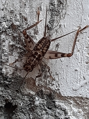Gryllomorpha dalmatina