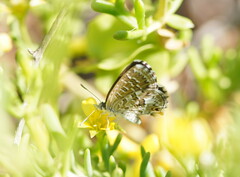Theclinesthes serpentata