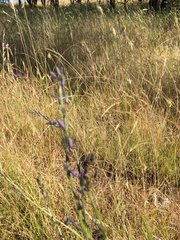 Dianella longifolia