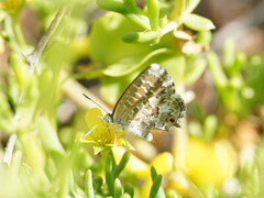 Theclinesthes serpentata