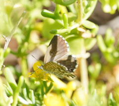 Theclinesthes serpentata
